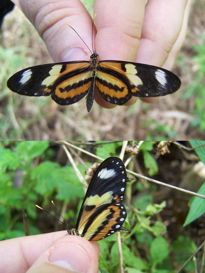 FIGURE 2d FIGURE 2d
